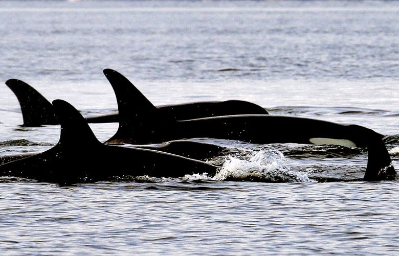 Endangered orcas from the J pod swim in Puget Sound west of Seattle, as seen from a federal research vessel that had been tracking the whales. An aquarium and an engineering firm in Massachusetts are partnering on a project to better protect whales by monitoring them from satellites in space. BX702