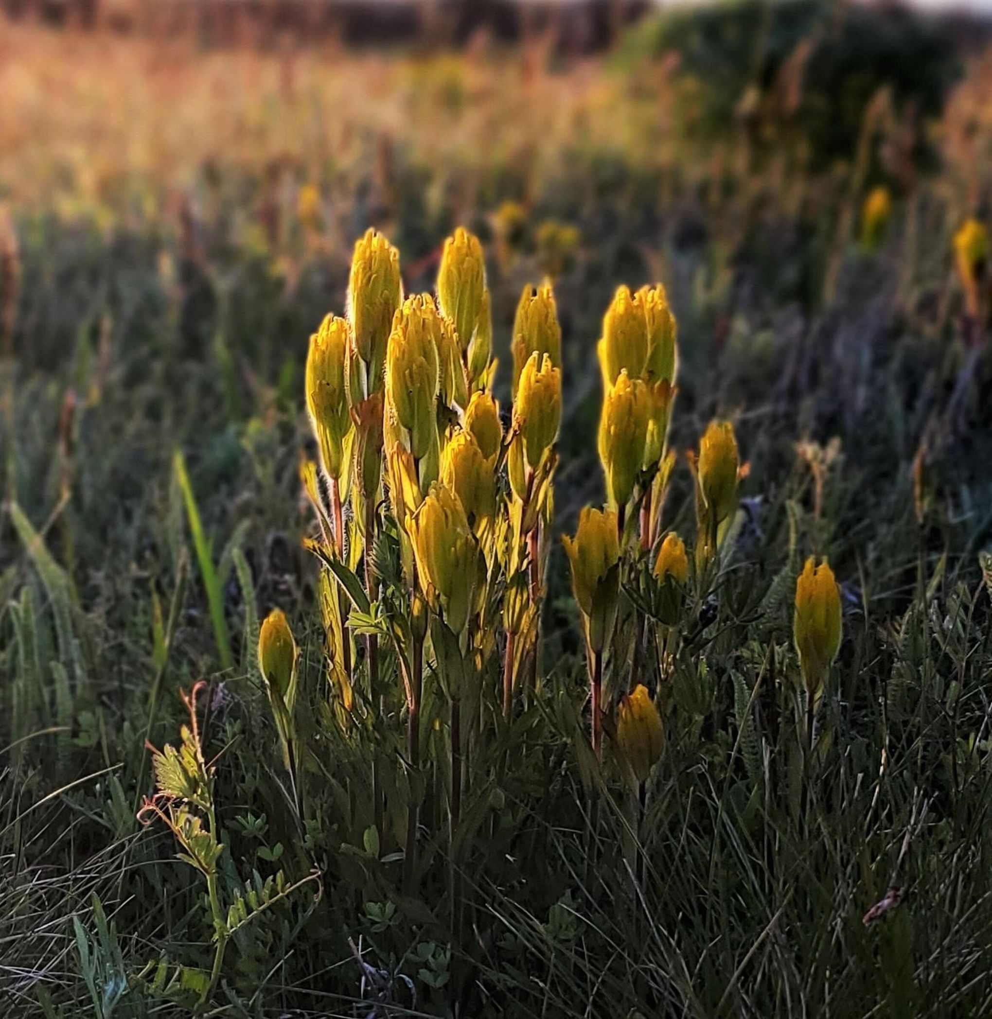 A 'Zombie' Plant Roams Free on the Wyoming Prairie