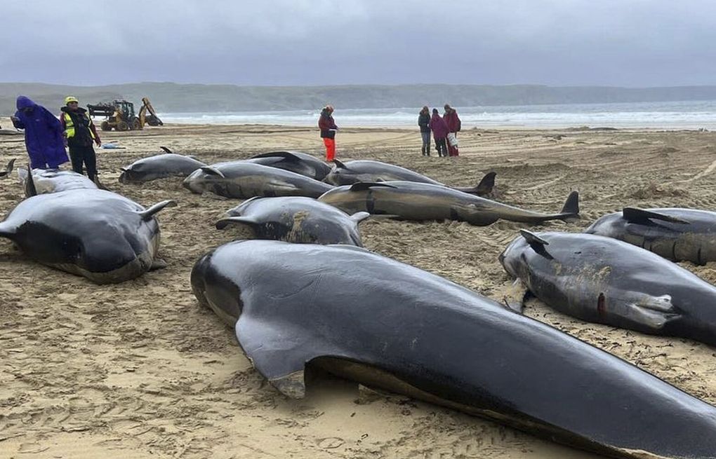 Pod of 55 pilot whales die after being stranded on a beach in Scotland –  KXAN Austin