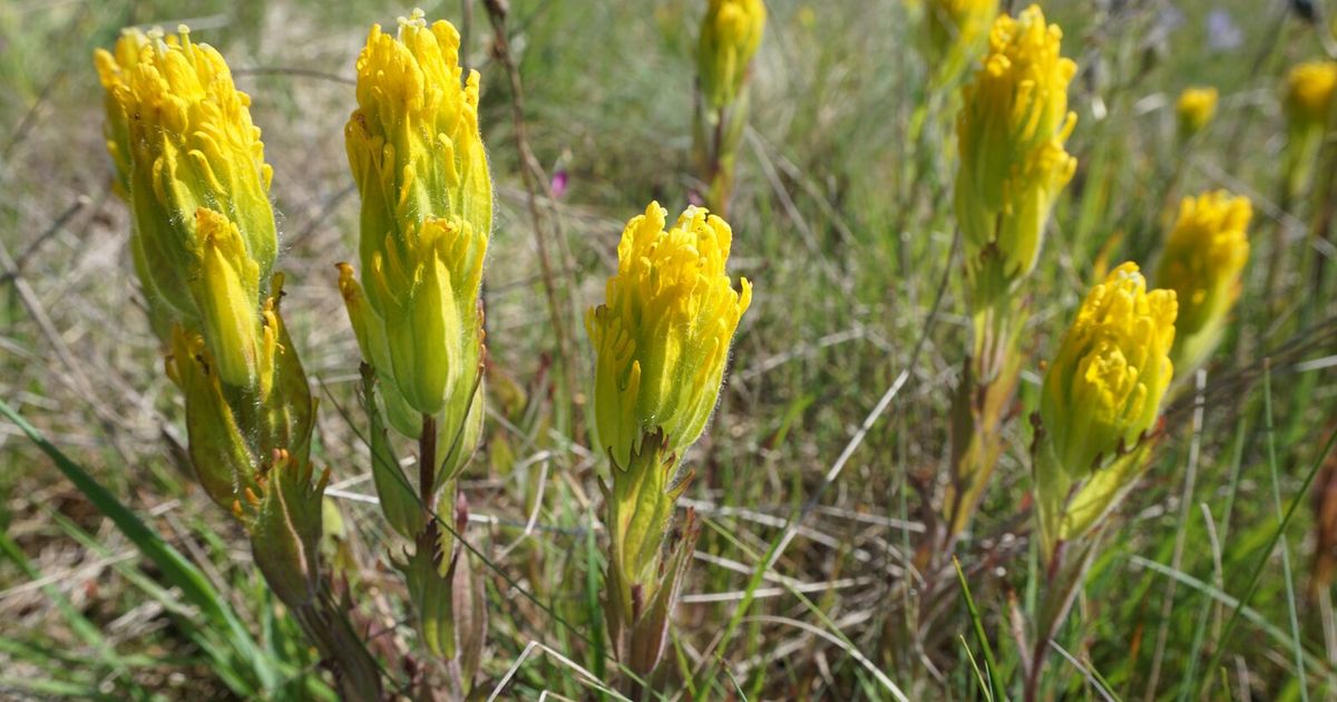 A 'Zombie' Plant Roams Free on the Wyoming Prairie