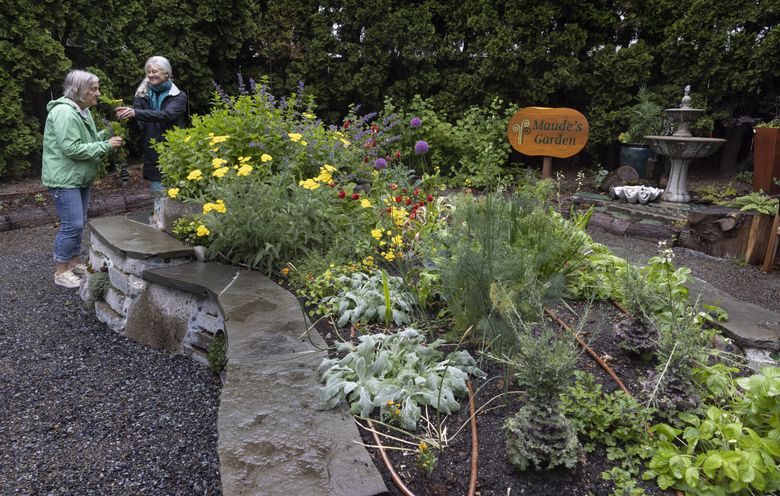 Margaret “Peach” Jack, left, smells some of the herbs just picked by Laura Rumpf at Maude’s Garden in Seattle on June 9.  The women, both horticultural therapists, were involved in the development and planning of Maude’s Garden, planted as a  therapeutic garden for people with dementia.

The garden is an example of surprising ways that horticultural therapy can help build memory, self-confidence and mental wellness.  (Ellen M. Banner / The Seattle Times)