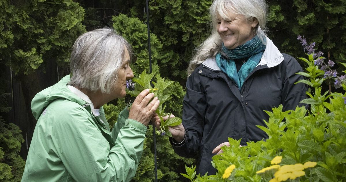 When Mental Health Therapy Starts In The Garden The Seattle Times When Mental Health Therapy Starts In The Garden The Seattle Times