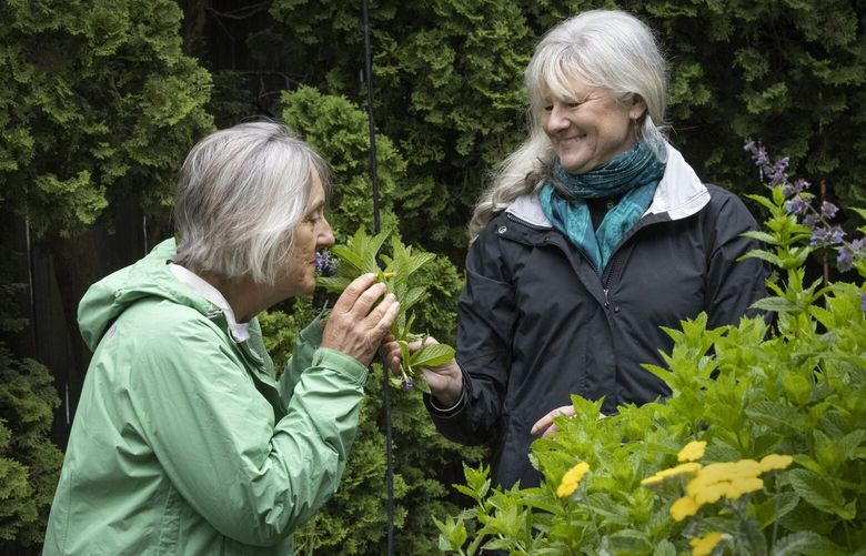 Margaret (Peach) Jack (l) smells some of the herbs just picked by Laura Rumpf at Maude’s Garden in Seattle Friday, June 9, 2023.  The women, both horticultural therapists, were involved in the development and planning of Maude’s Garden, planted as a  therapeutic garden for people with dementia.

The garden is an example of surprising ways that horticultural therapy can help build memory, self confidence and mental wellness.

 224137