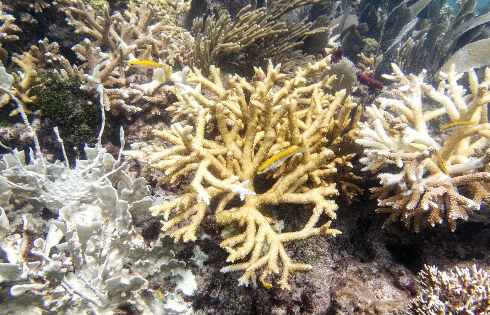 Scientists Say Florida Keys Coral Reefs Are Already Bleaching As Water ...