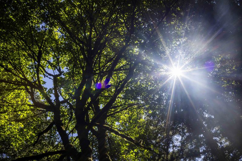 Beams of sunlight seep into the foliage of the canopy near the Elwha River on July 13. Timber in this stretch of forest was auctioned by the Department of Natural Resources to a timber company. (Daniel Kim / The Seattle Times)