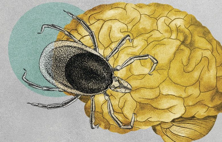Illustration about ticks transmitting tick-borne illnesses. (Illustration/Amelia Bates, Grist via AP)