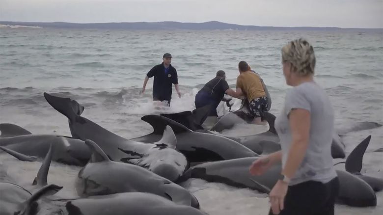 52 Whales Die After Mass Stranding in Western Australia - The New York Times