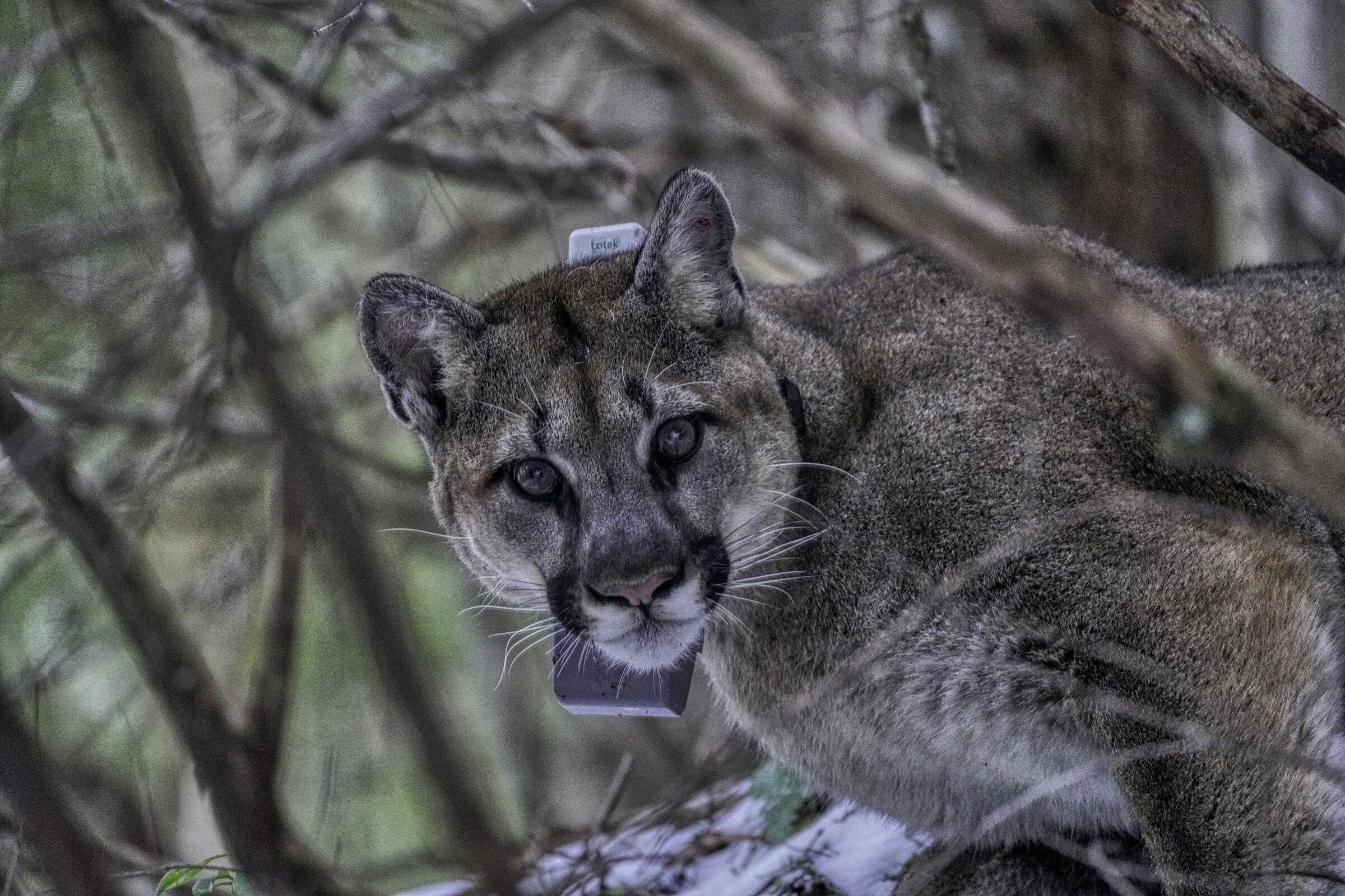 仲條正義「IS IT MOUNTAIN CAT OR MOUNTAIN DOG」 Mountain Lion | San Diego Zoo