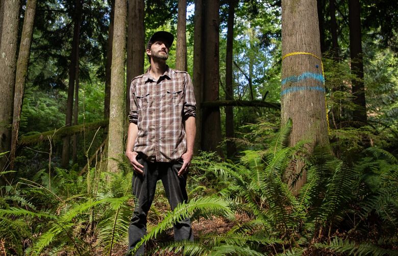 Jim Oliver, south sound coordinator of the Center For Responsible Forestry, amongst a plot of old trees, logged a hundred years earlier Wednesday, July 26, 2023, in Duvall, Wash. The plot among others were set to be sold for clear-cut logging by the Washington State Department of Natural Resource but the auction was postponed last minute due to pressure from a lawsuit filed by environmental advocates and from opposition by seven of nine King County Council members.