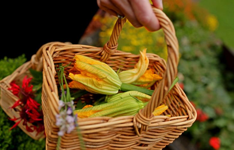 HERBFARM 062714
Carrie Van Dyck CQ collects edible flowers and herbs- including squash blossoms- before The Herbfarm’s pre-dinner garden tour in Woodinville.
140349