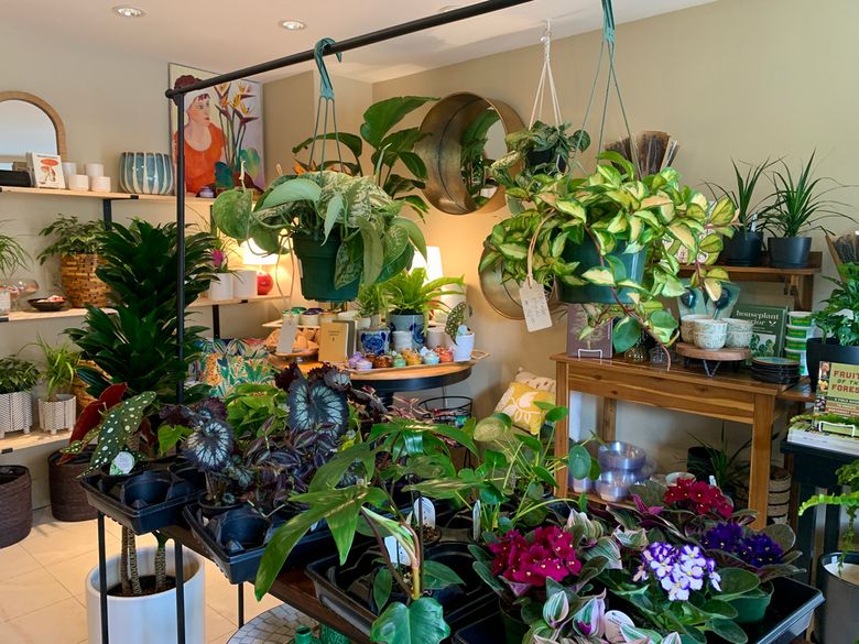 Want to make your houseplants happy? Try giving them an outdoor summer  vacation | The Seattle Times