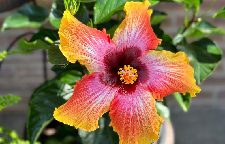 For best flowering, tropical hibiscus should be taken outside gradually into full sun. (Courtesy of Theresa Venice)