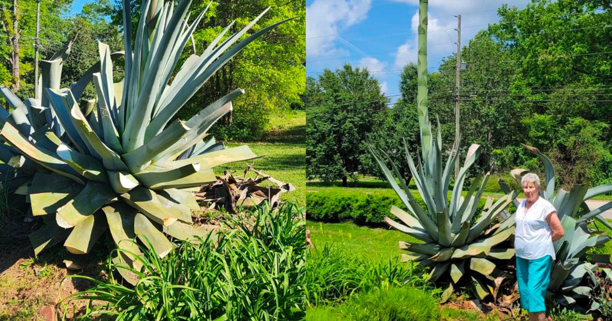 After 36 years, her plant suddenly grew a towering 25-foot stalk | The  Seattle Times