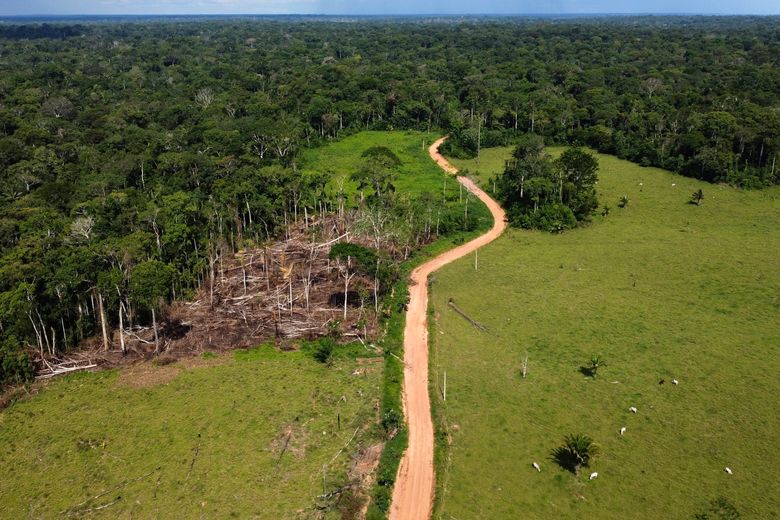 Deforestation in the  has dropped 34%, reversing trend under