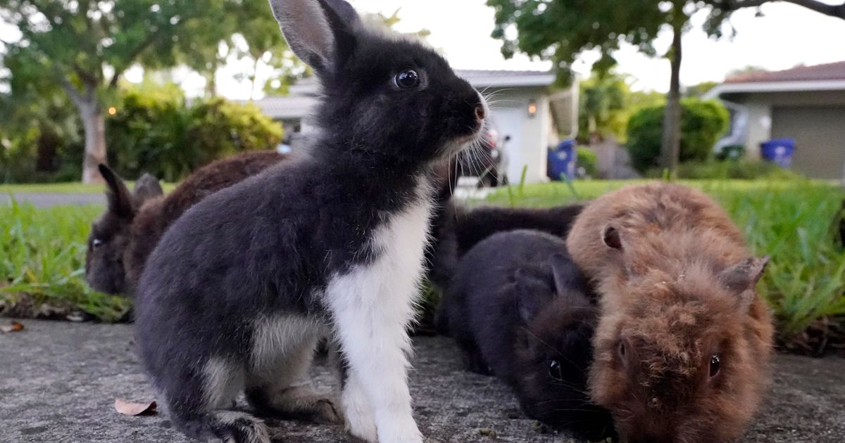 Fuzzy invasion of domestic rabbits has a Florida suburb hopping into a ...