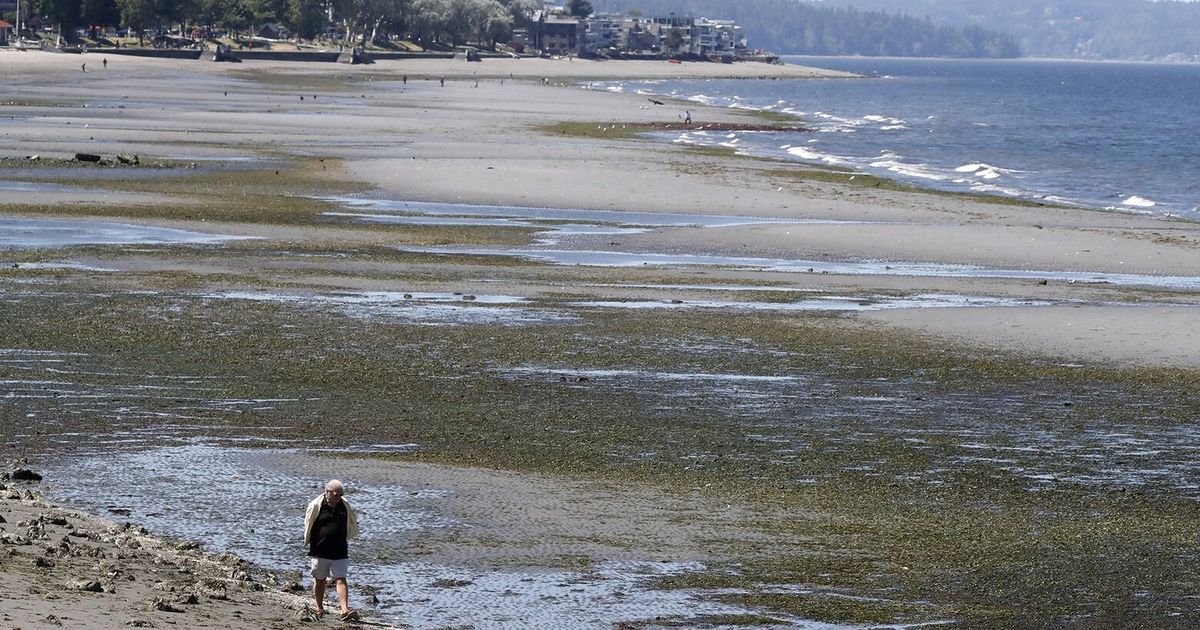 Seattle’s last especially low tides of the summer are here The