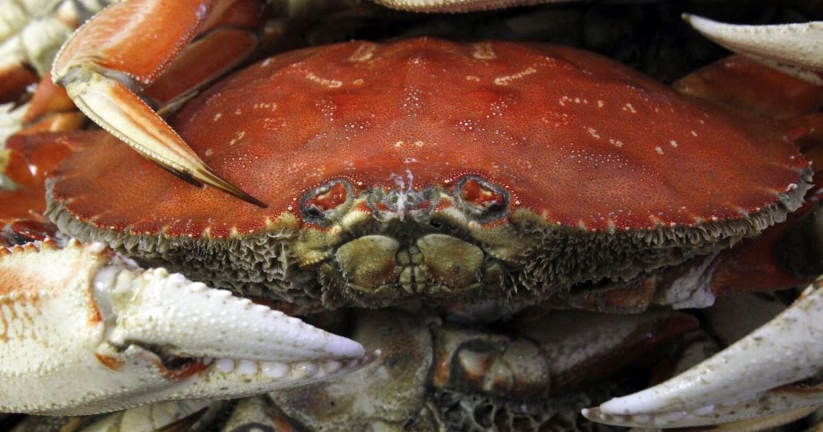 Oregon extends crab fishing restrictions to protect whales The