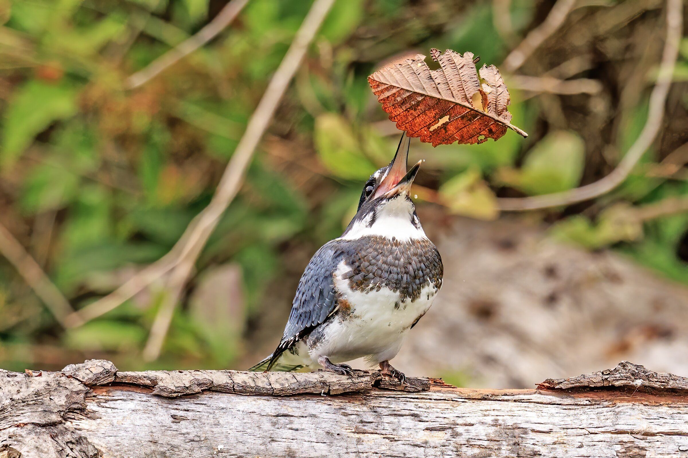 A young kingfisher practices its fishing skills on an unlikely