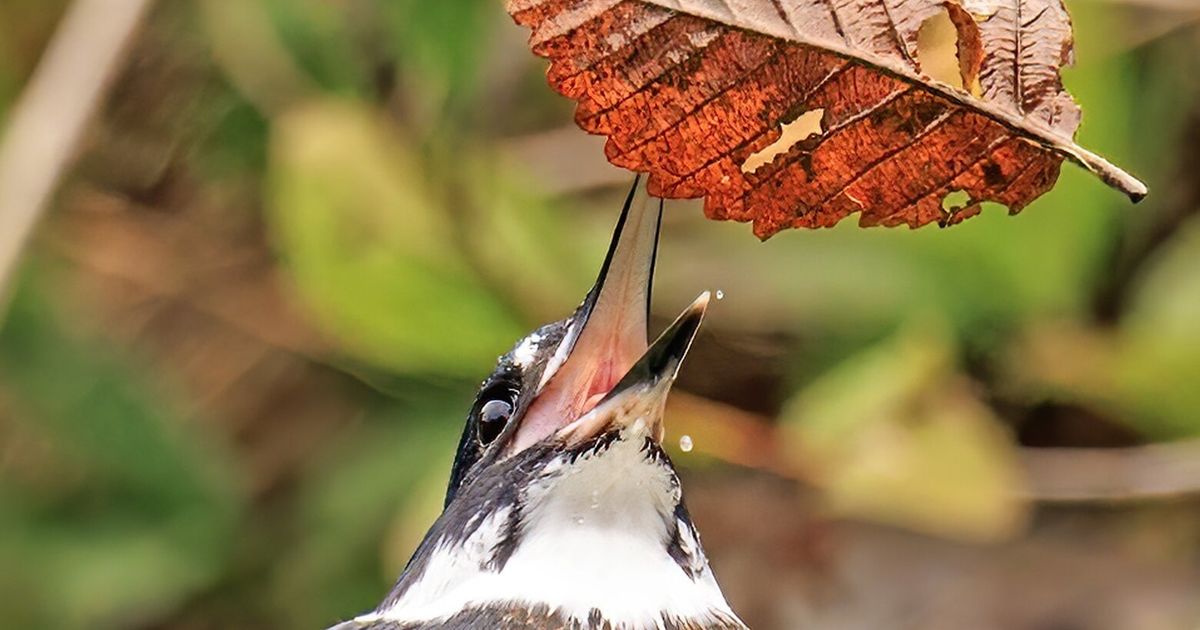 Bird of the Week: Belted Kingfisher – Travis Audubon