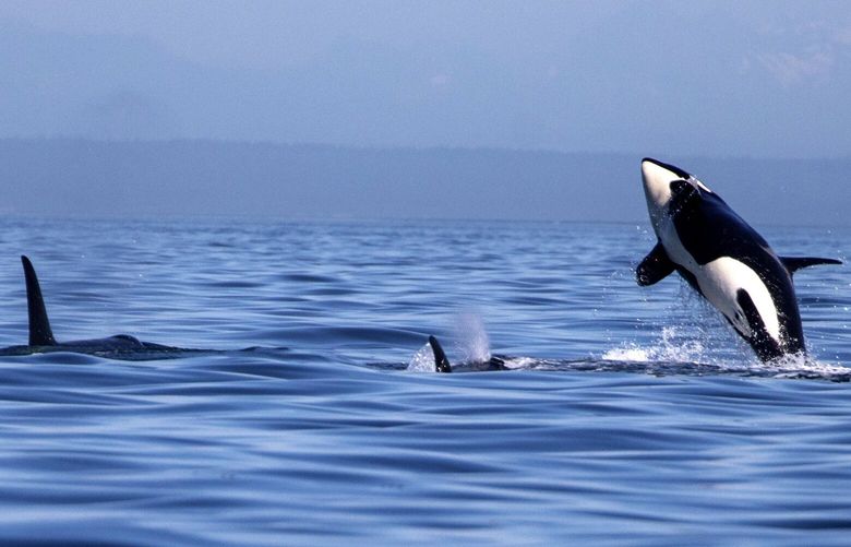 Book caption: The southern residents put on a show in their core summer habitat of the San Juan Islands. Credit: Steve Ringman/The Seattle Times

Original Caption: July 14, 2018.   Southern resident orcaÃŒs off of the west side of San Juan Island.  206917 206917