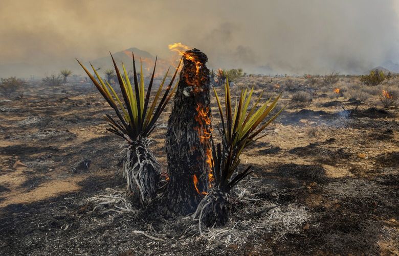 A Joshua Tree burns during the York Fire, Sunday, July 30, 2023, in the Mojave National Preserve, Calif. (AP Photo/Ty O’Neil) PNA505 PNA505