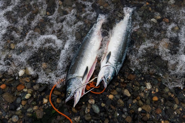 Puget Pounder Setup - Jigging for Salmon– Seattle Fishing Company