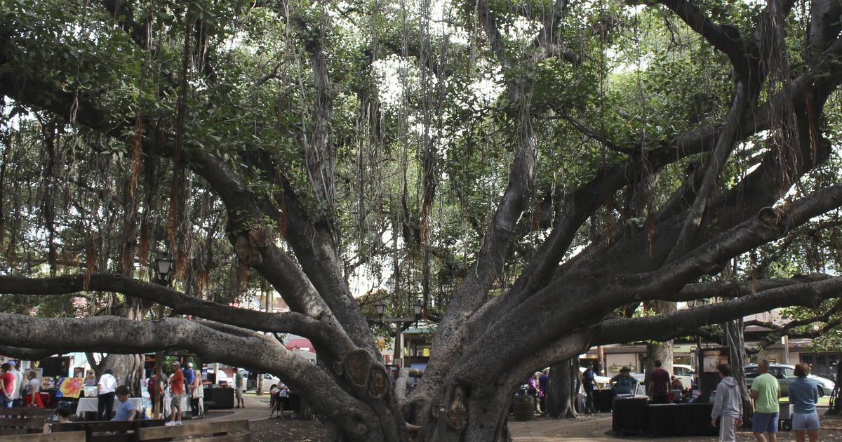 Ring by ring, majestic banyan tree in heart of fire-scorched Lahaina ...