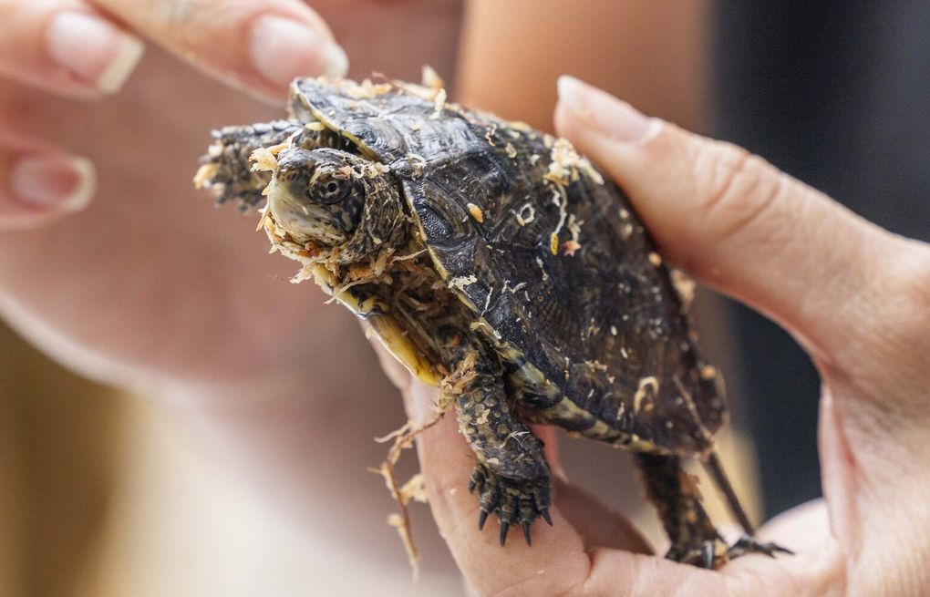 These turtles nearly went extinct in WA. Now some live in a secret