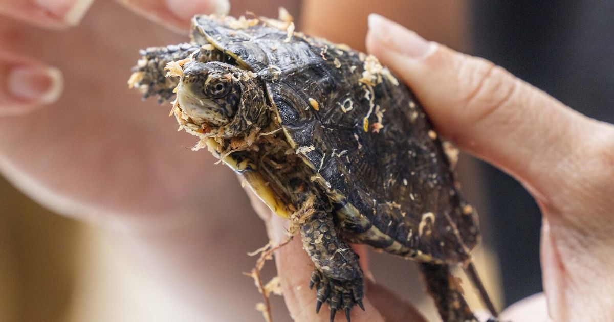 这些乌龟在西澳大利亚几乎灭绝，现在一些乌龟生活在一个秘密的池塘中。