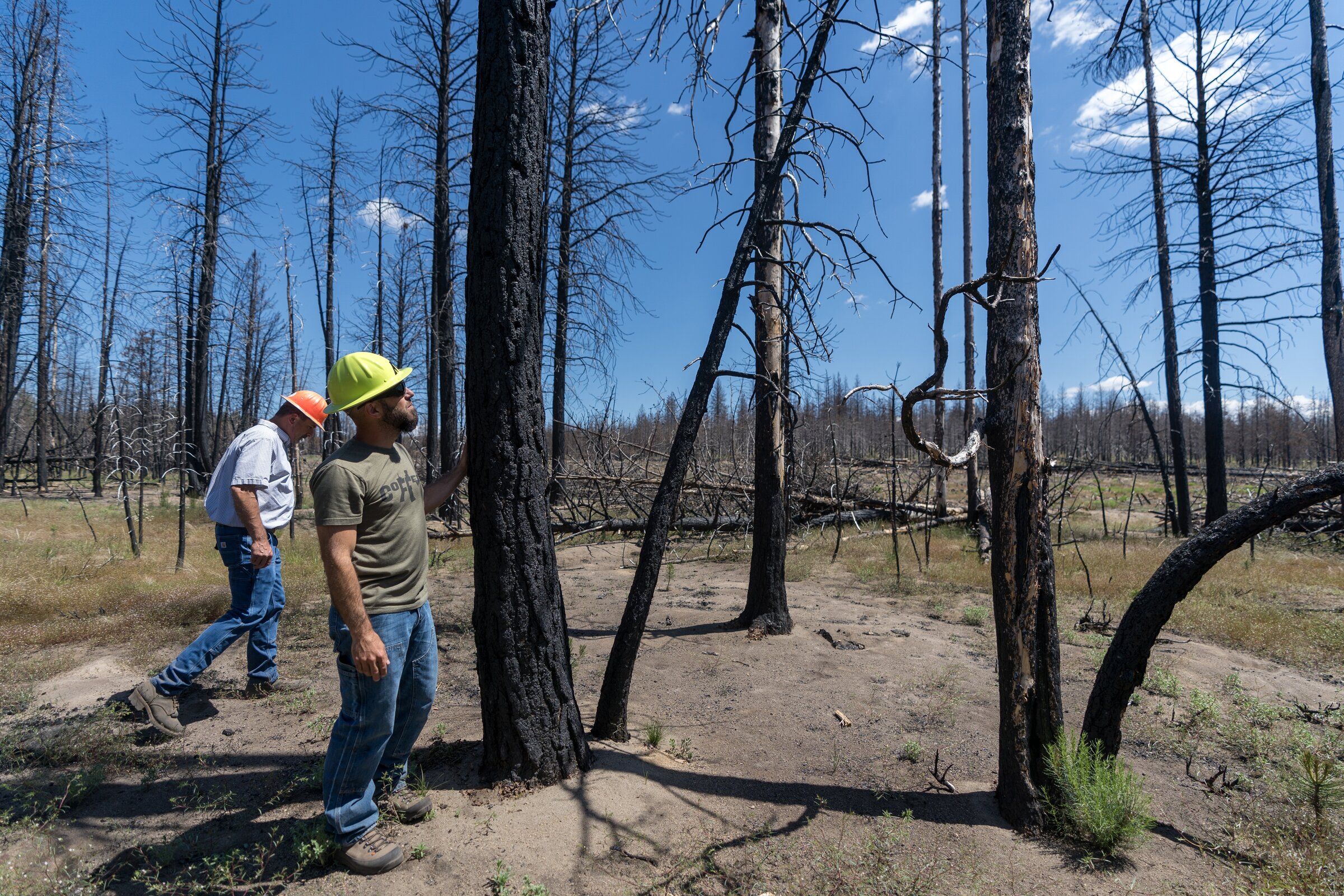 A giant Oregon fire shows the limits of carbon offsets in fighting