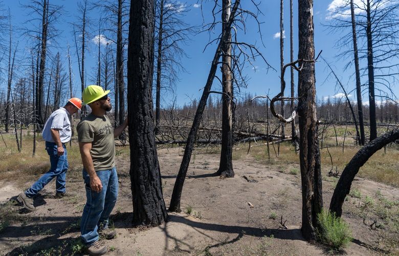 Green Diamond’s John Davis, left, and Justin Kostick look over dead trees on one of Green Diamond’s Klamath Basin properties, June 29, 2023. During the Bootleg Fire in 2021, Green Diamond lost live trees that stored some 3.3 million metric tons of carbon dioxide, part of two carbon offset projects covering some 570,000 acres.