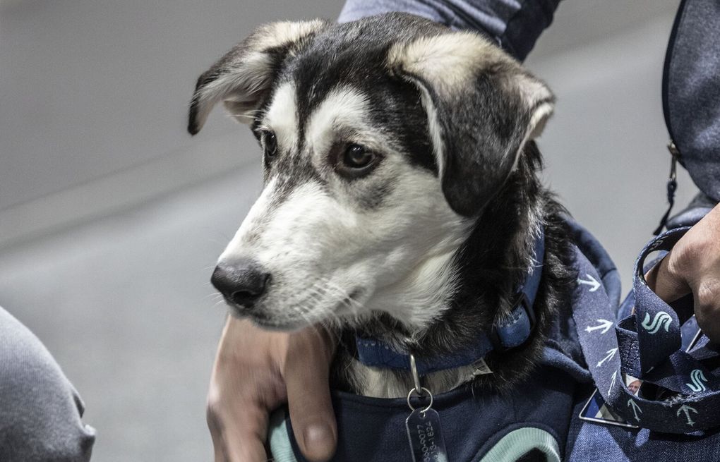 Seattle Kraken melt our hearts with official team dog Davy Jones