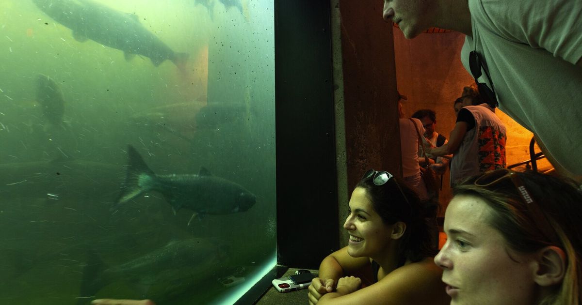 Big salmon run at Seattle’s Ballard Locks is wowing visitors The