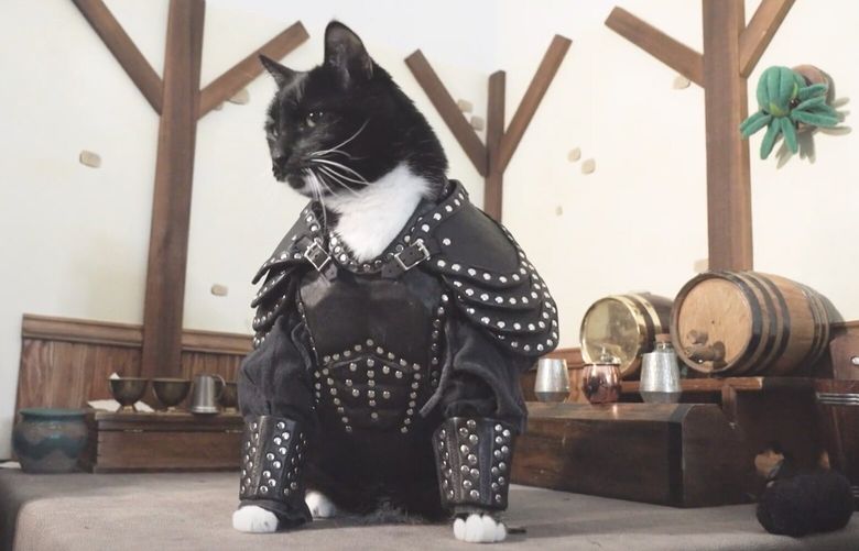 Freyu, the artist behind Cat Cosplay, uses his crafting and technical skills to create elaborate costumes for his cat Fawkes, who performs as a paid model. Together they post daily pictures for their thousands of followers and fans on social media and Freyu was a featured speaker at this year’s Sea-Meow cat convention in Seattle.