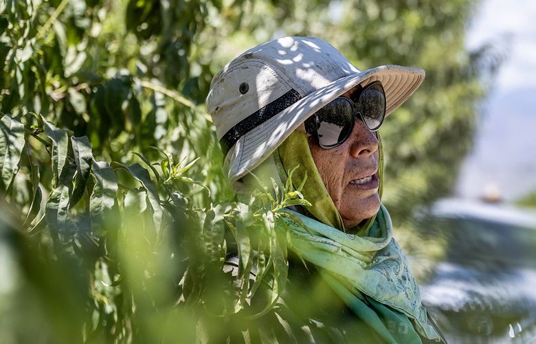 Farmworker Maria Chavez, 63, rests after work in the patchy shade of a peach tree in Thermal. (Gina Ferazzi/Los Angeles Times/TNS)