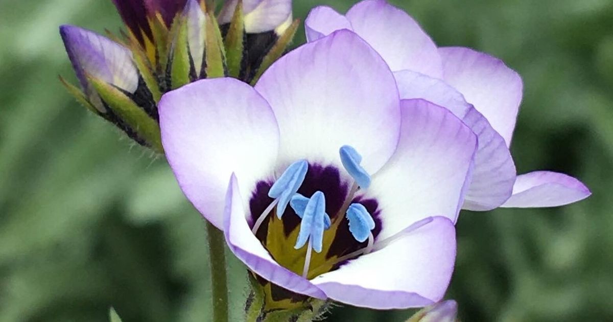 A pro picks wildlifefriendly native annuals for Pacific NW gardens