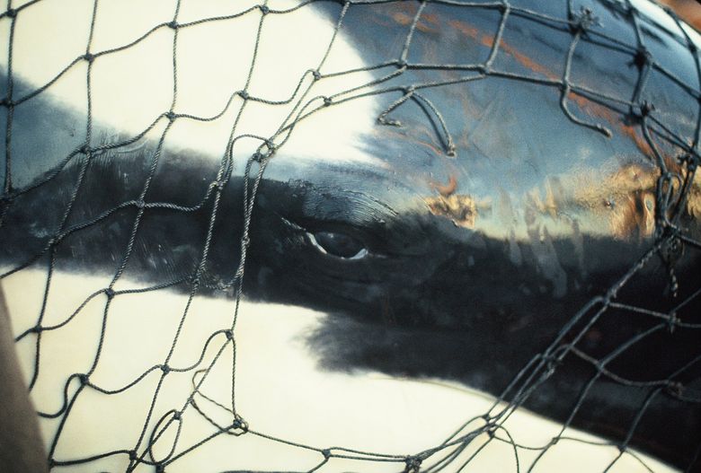 Tokitae looks through the net in which she was captured during a roundup at Penn Cove in August, 1970.  (Courtesy of Terrell C. Newby, Ph.D., copyrighted)