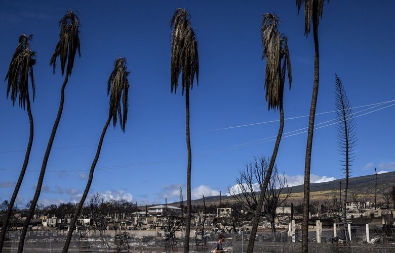 A pedestrian walks along Honoapiilani Highway as properties destroyed by the West Maui Fire are seen in Lahaina on the island of Maui, Hawaii Thursday, Aug. 17, 2023.  (Stephen Lam/San Francisco Chronicle via AP) CAFRA601 CAFRA601