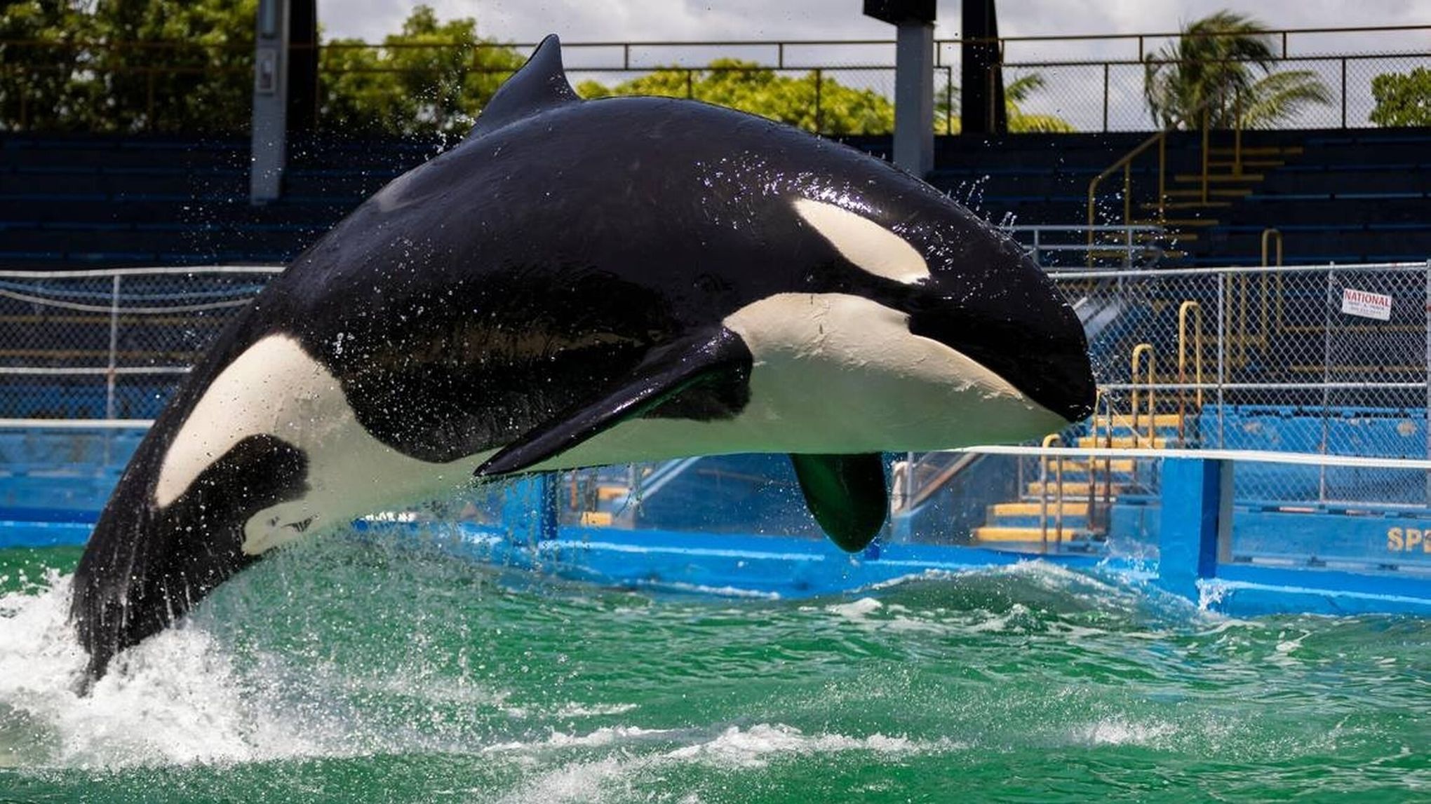 killer whales in captivity sad