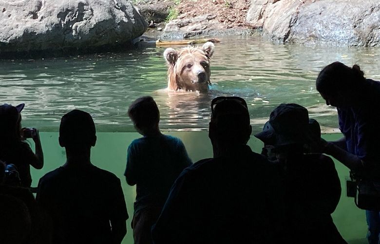 Brown bears Fern and Juniper awe the crowds with their antics swimming around in their enclosure at Woodland Park Zoo Friday August 18 2023.Here, one pops its head above the water to the delight of visitors.