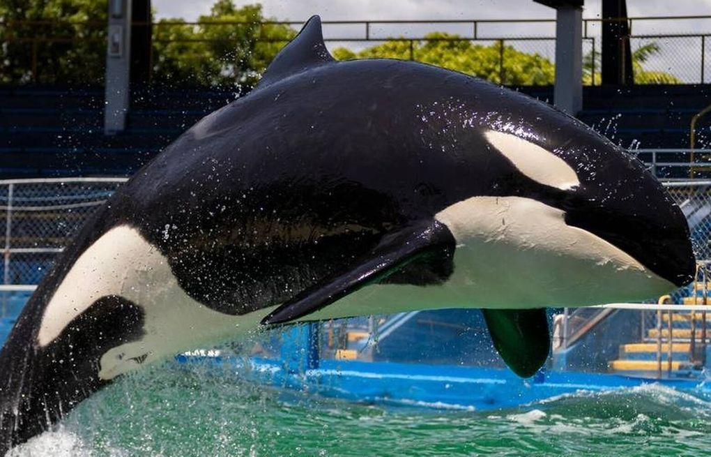 Li'i the dolphin, companion to Lolita the orca, moved from Miami