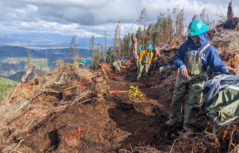 EarthCorps crews team up with the Washington State Department of Natural Resources to support trail building a portion of West Tiger Mountain Trail that was previously logged.