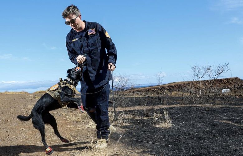 ,mlLahaina, Maui, Friday August 18, 2023 – LA County Fire urban search and rescue crew members Nicholas Bartel, tempts cadaver dog Six, with a toy, usually used as a reward after a successful behavior. (Robert Gauthier/Los Angeles Times)