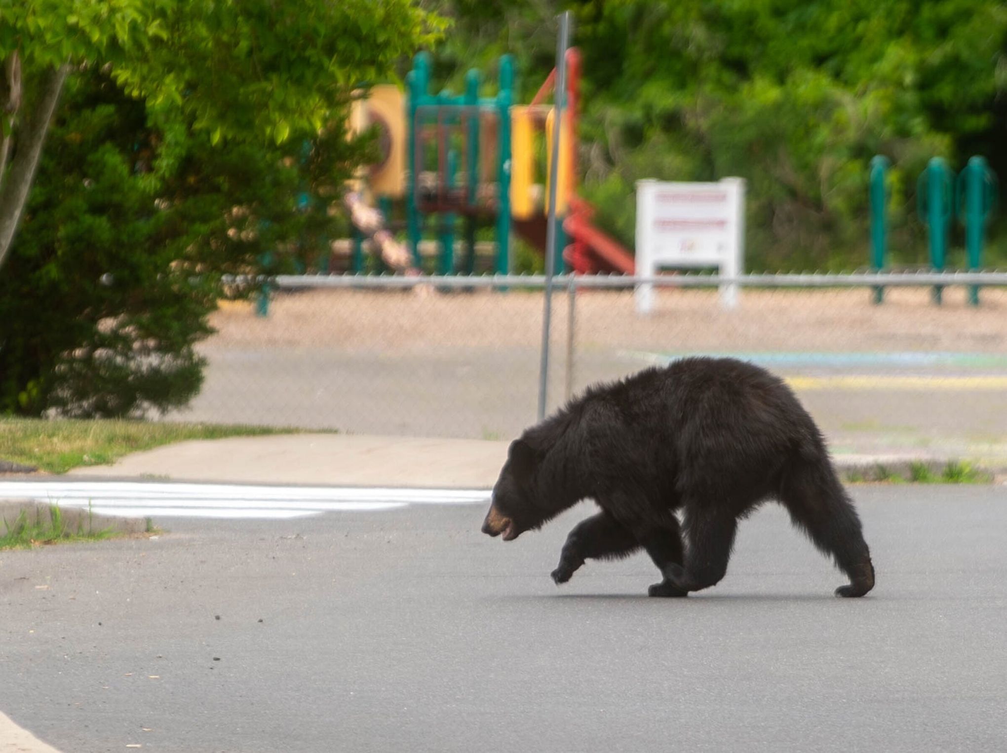 New Jersey: Bears Need Protection - Animal Legal Defense Fund