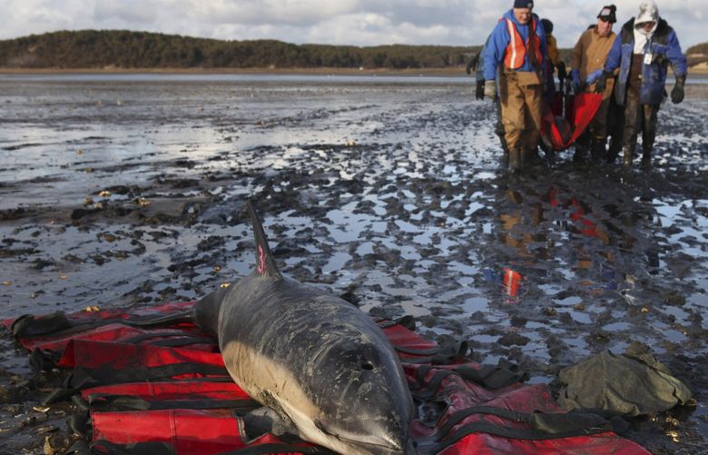 FILE – An International Fund for Animal Welfare team carries a stranded common dolphin to a waiting vehicle while another waits to be rescued at Herring River, Jan. 19, 2012, in Wellfleet, Mass. The organization that protects animals worldwide is opening a first-of-its-kind dolphin hospital on Cape Cod in August 2023, that will not only improve survivability rates but enhance the groundbreaking response techniques it has developed over 25 years. (AP Photo/Julia Cumes, File) BX201 BX201