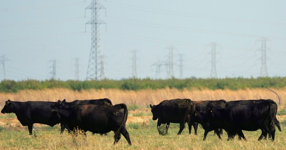 The Big Tech elite who want to build a city from scratch