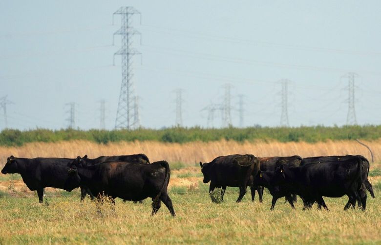 Cows in an open field near Tavis Air Force Base in Solano County, Calif., on Aug. 24, 2023. A company called Flannery Associates has been purchasing large amounts of land in the area. (Jim Wilson/The New York Times) XNYT0651