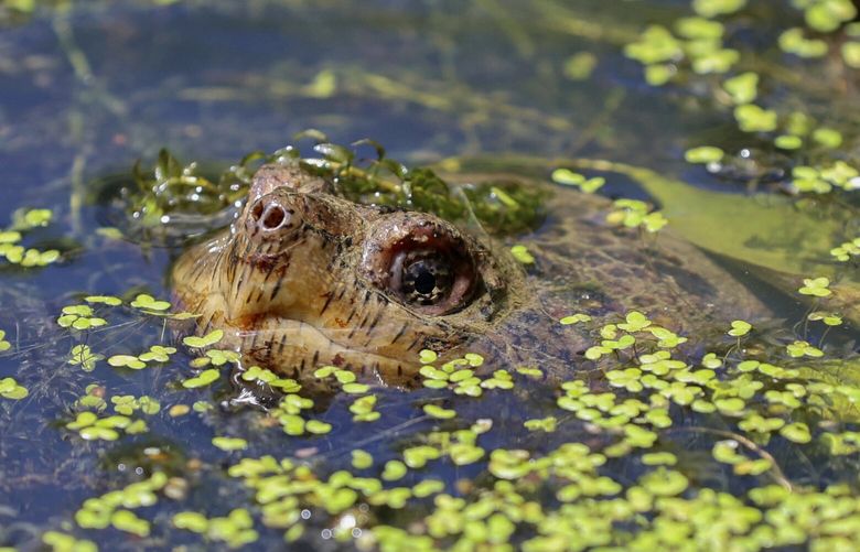 FILE – A turtle pokes its nose out of the water in the wetlands inside Sugar Hollow Park in Bristol, Va., June 12, 2023. The Biden administration weakened regulations protecting millions of acres of wetlands Tuesday, Aug. 29, saying it had no choice after the Supreme Court sharply limited the federal government’s jurisdiction over them.   (Emily Ball/Bristol Herald Courier via AP, File) VABRI303 VABRI303