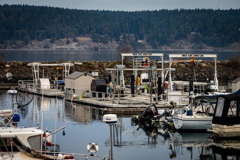 Farming native fish in the Salish Sea can be done safely, responsibly - The Seattle Times