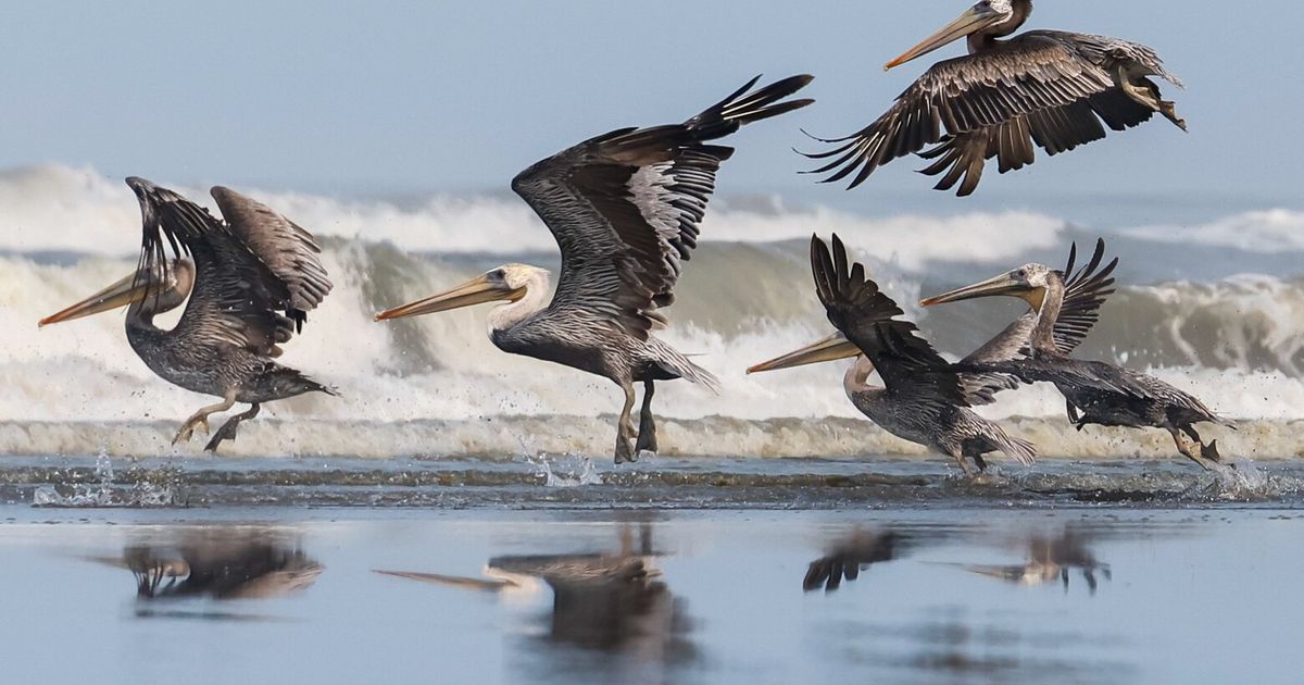 Brown pelicans now abound on WA coast after conservation efforts The